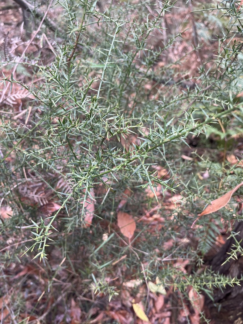 Daviesia ulicifolia subsp. ulicifolia photo 4