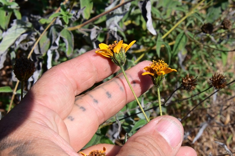Davilanthus hidalgoanus photo 2