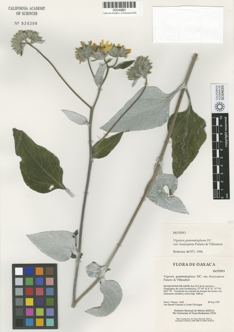 Davilanthus huajuapanus
