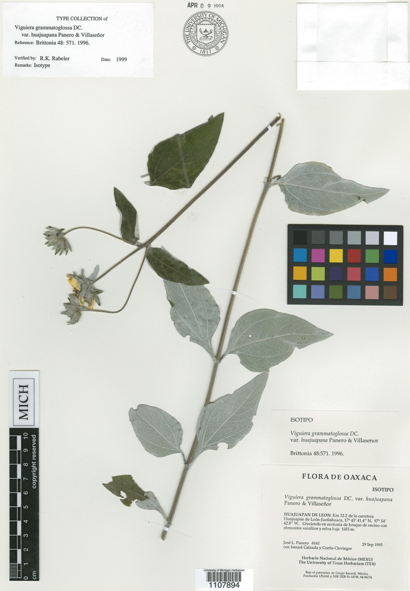 Davilanthus huajuapanus photo 2