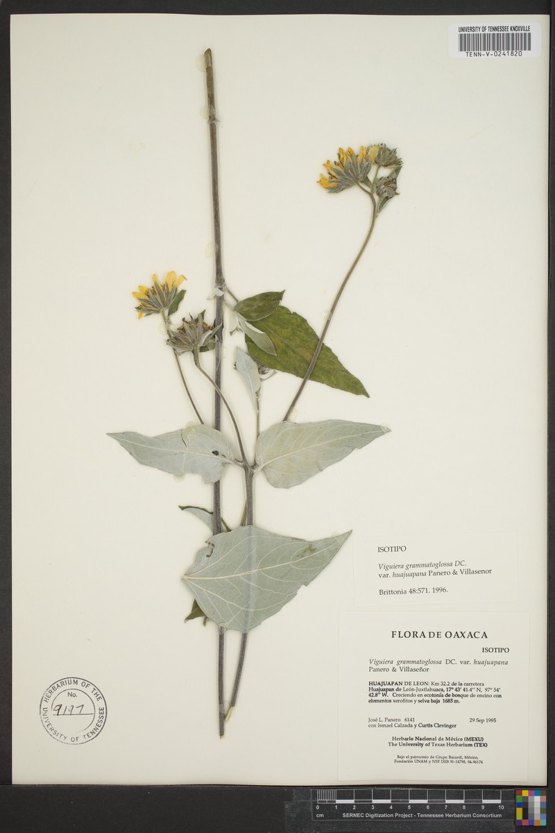 Davilanthus huajuapanus photo 3