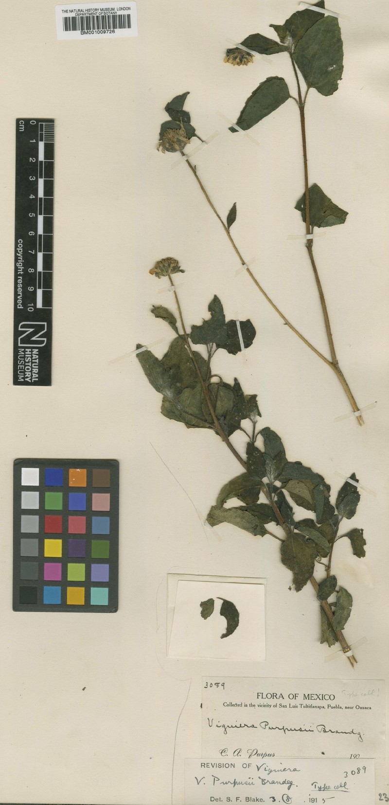 Davilanthus purpusii