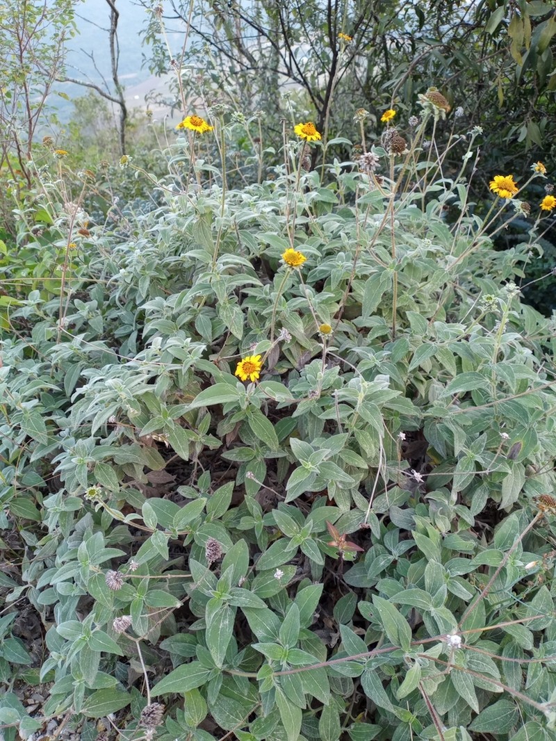 Davilanthus sericeus