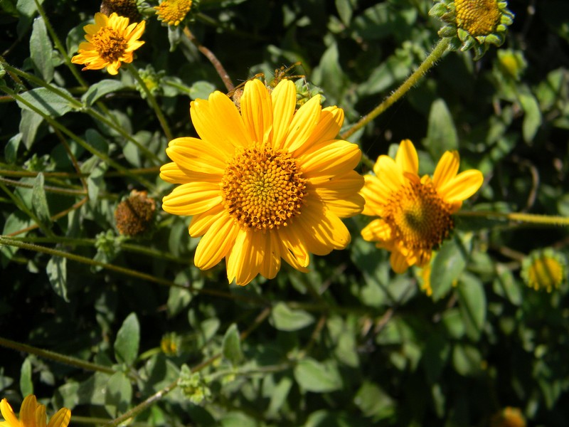 Davilanthus sericeus photo 3