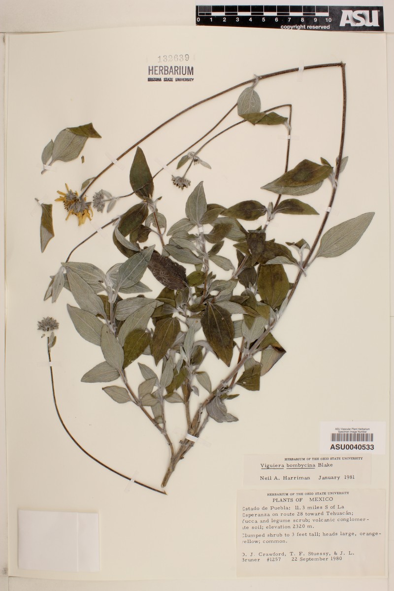 Davilanthus sericeus photo 4