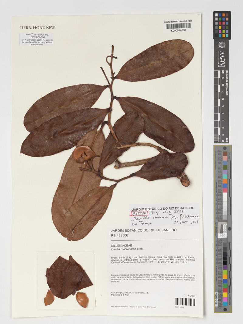 Davilla coriacea