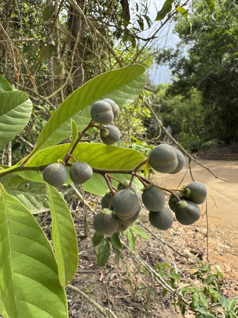 Davilla hirsuticarpa