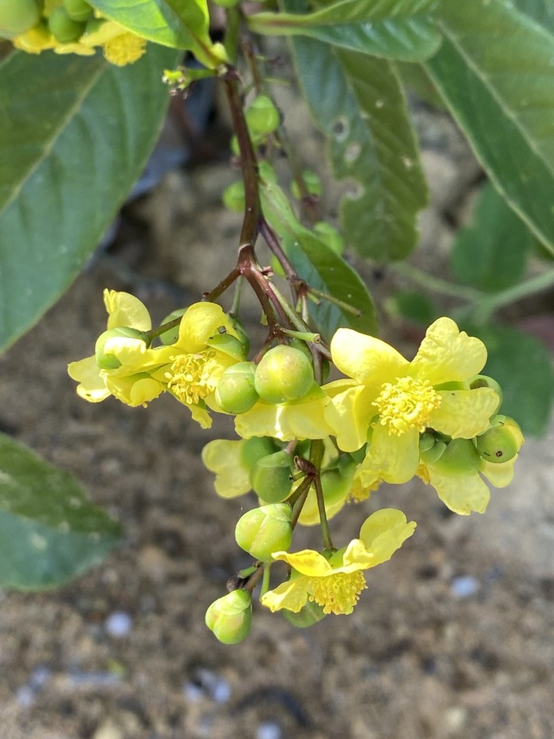 Davilla hirsuticarpa photo 2