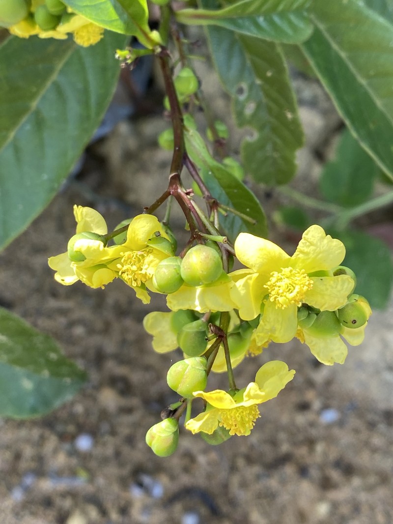 Davilla hirsuticarpa photo 3