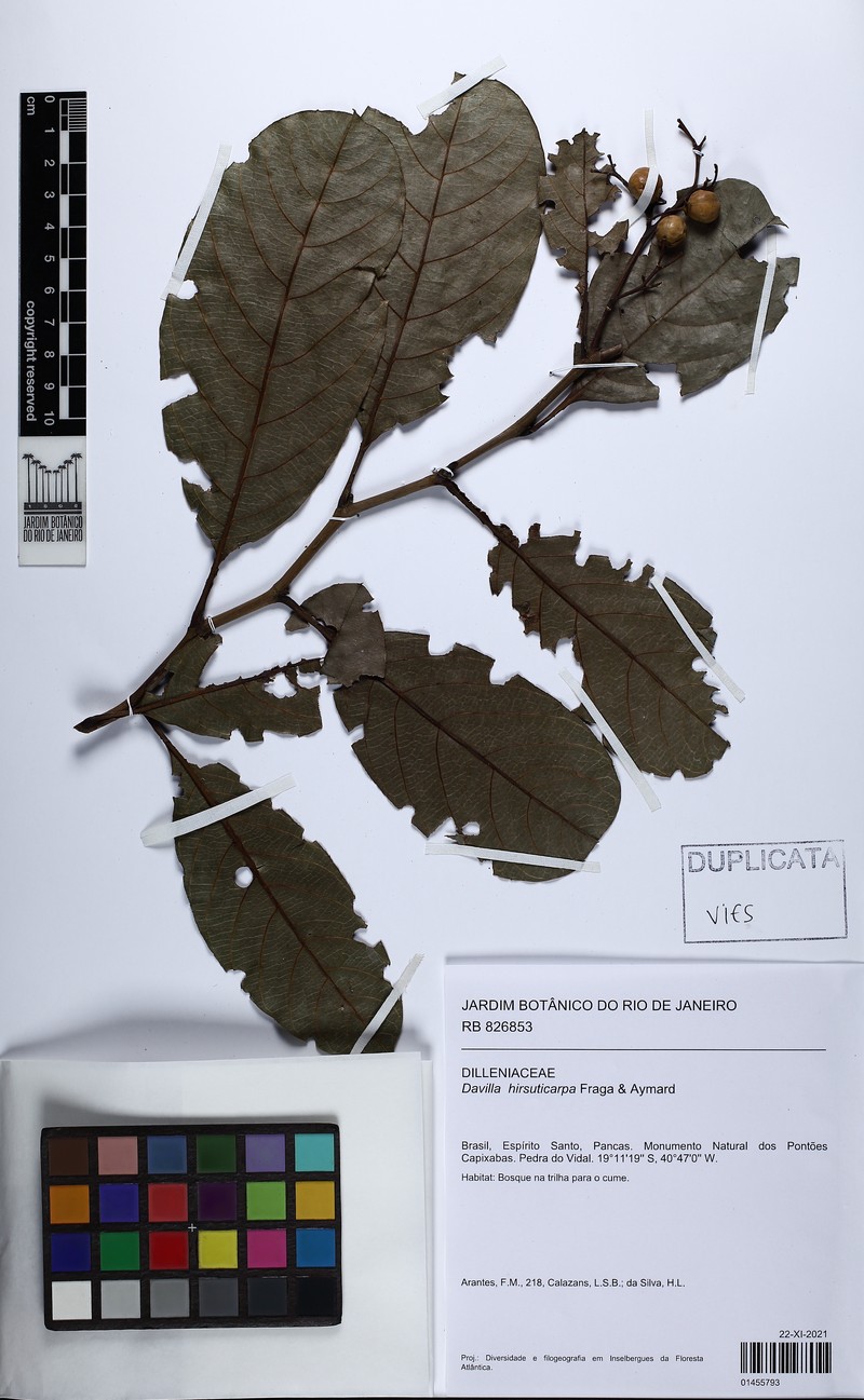 Davilla hirsuticarpa photo 4