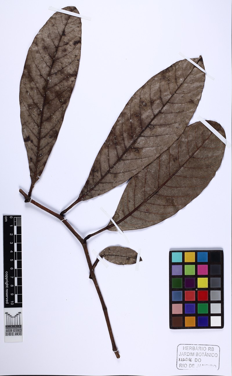Davilla hirsuticarpa photo 5
