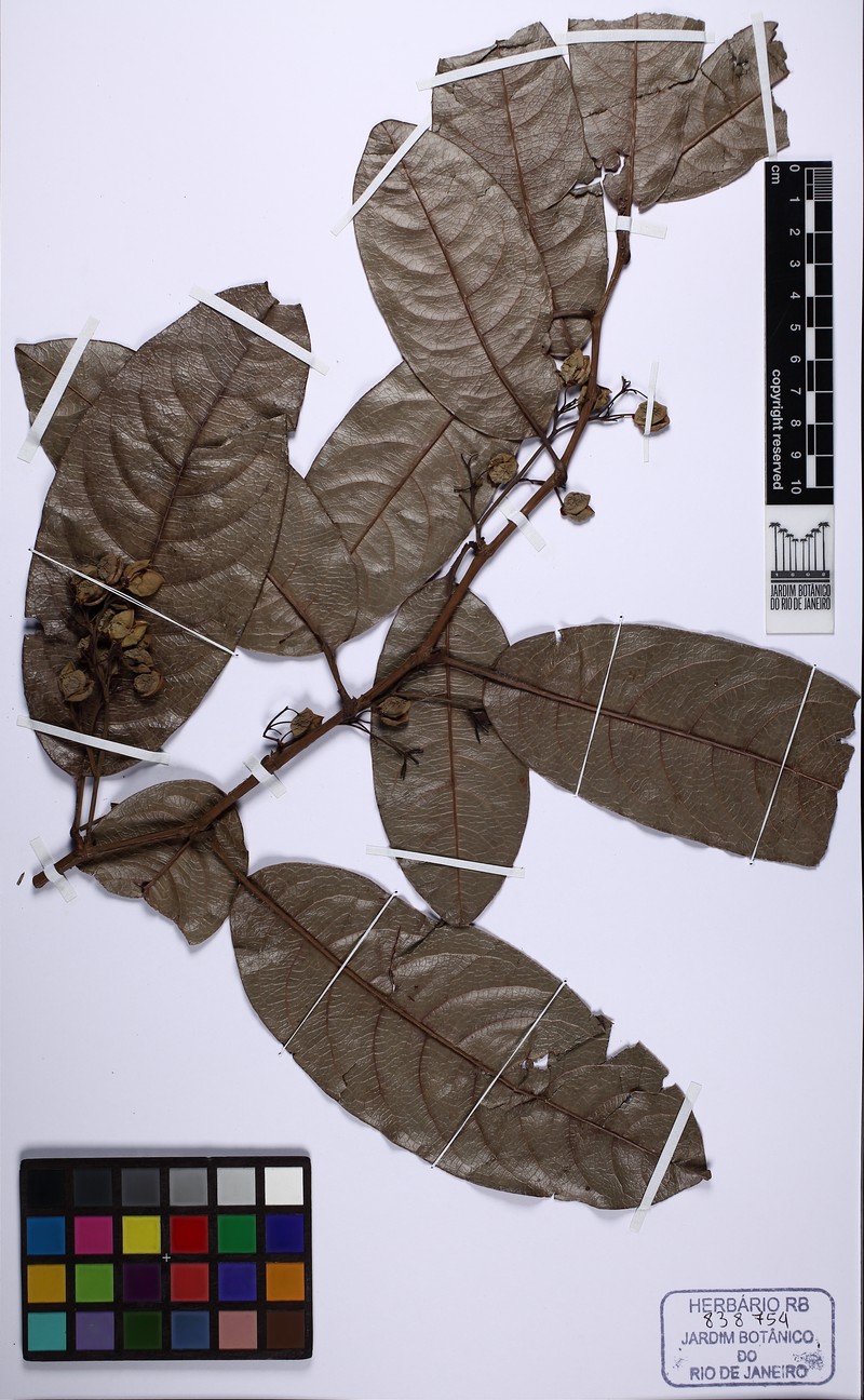 Davilla hirsuticarpa photo 6