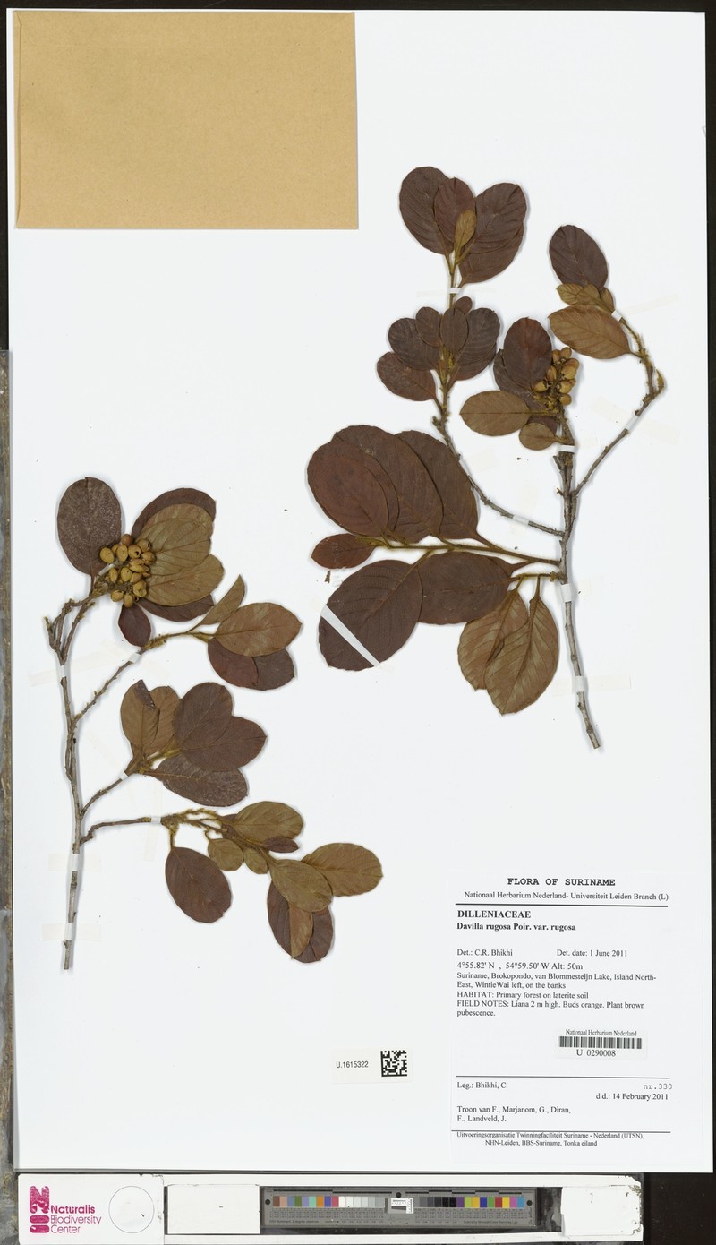 Davilla rugosa var. rugosa