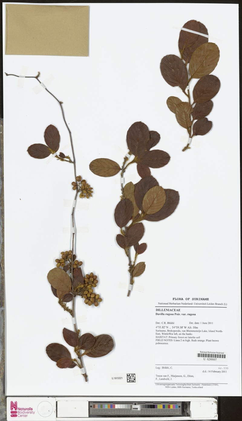 Davilla rugosa var. rugosa photo 2