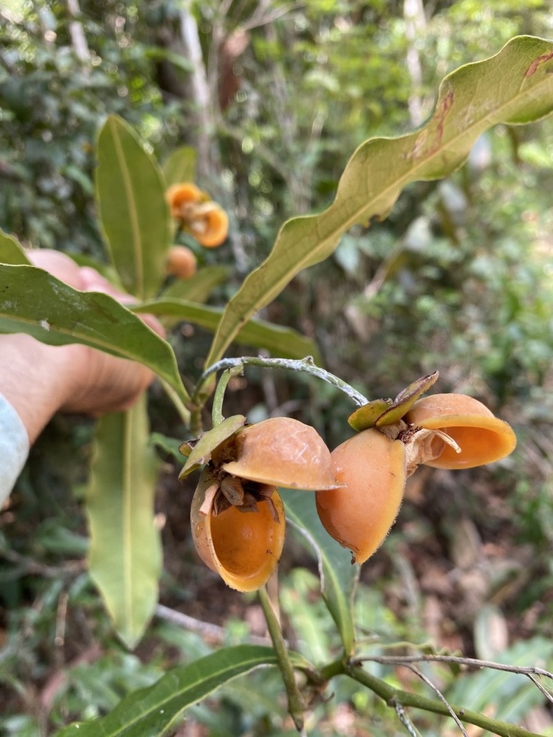 Davilla undulata