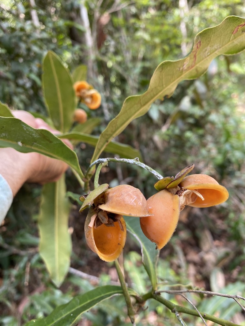 Davilla undulata photo 2