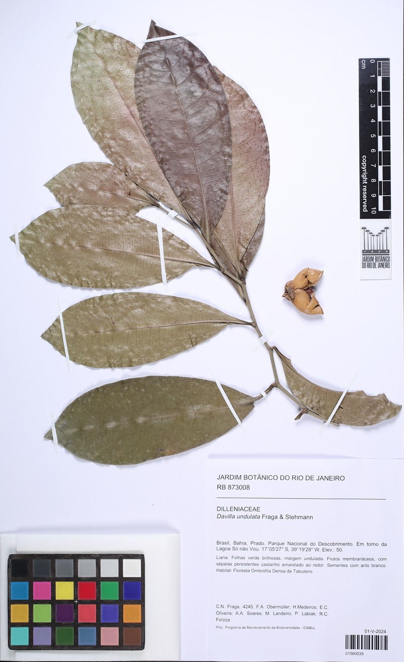 Davilla undulata photo 3