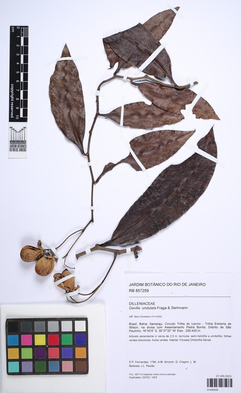 Davilla undulata photo 4