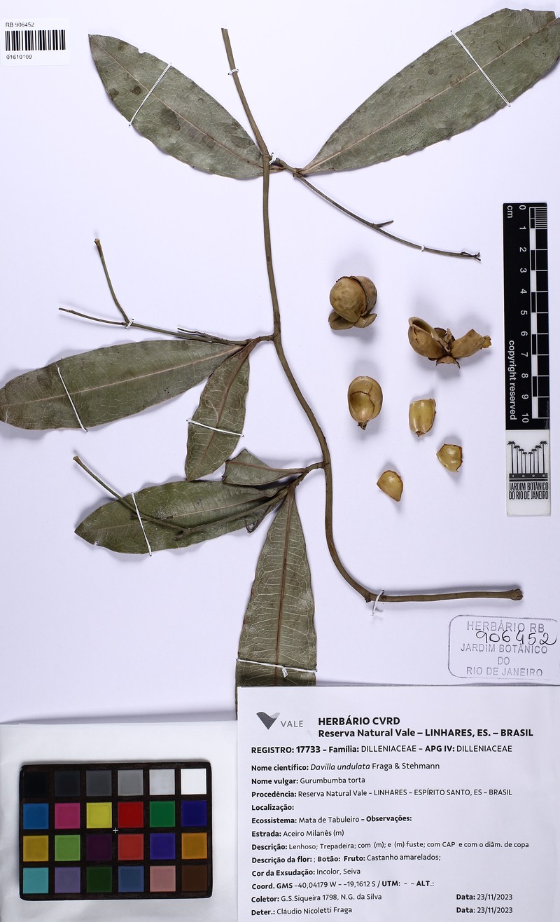 Davilla undulata photo 5