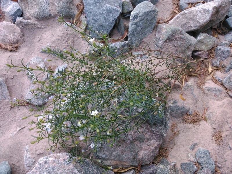 Dayia glutinosa