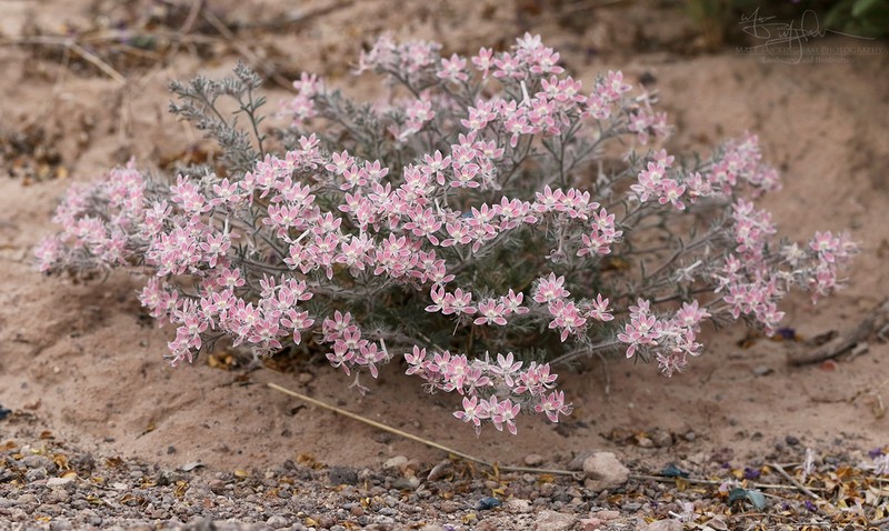 Havard's Ipomopsis