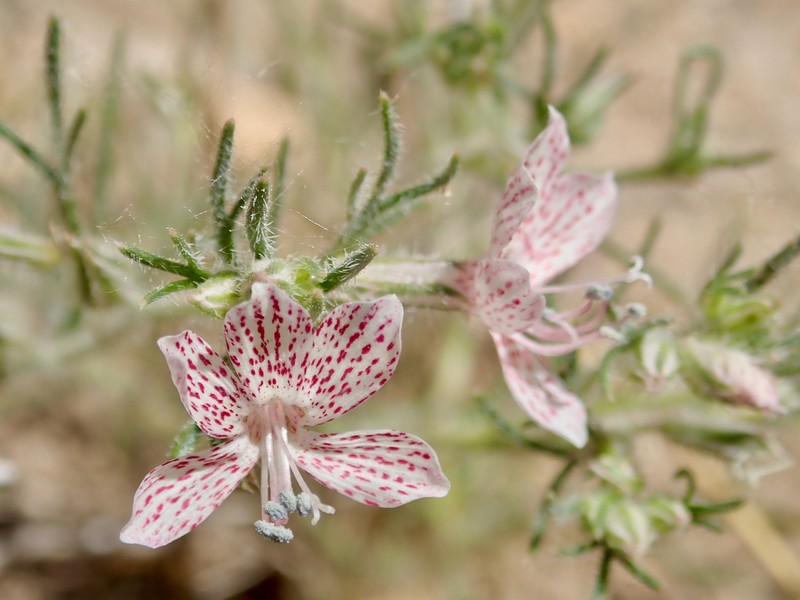 Havard's Ipomopsis photo 2