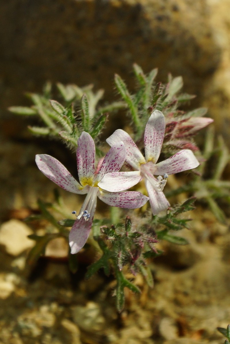Havard's Ipomopsis photo 3