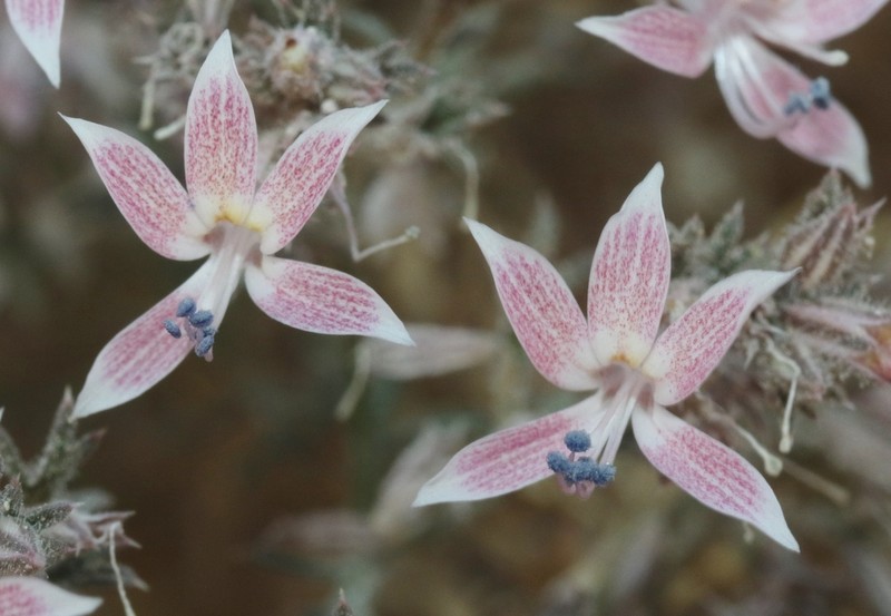 Havard's Ipomopsis photo 4