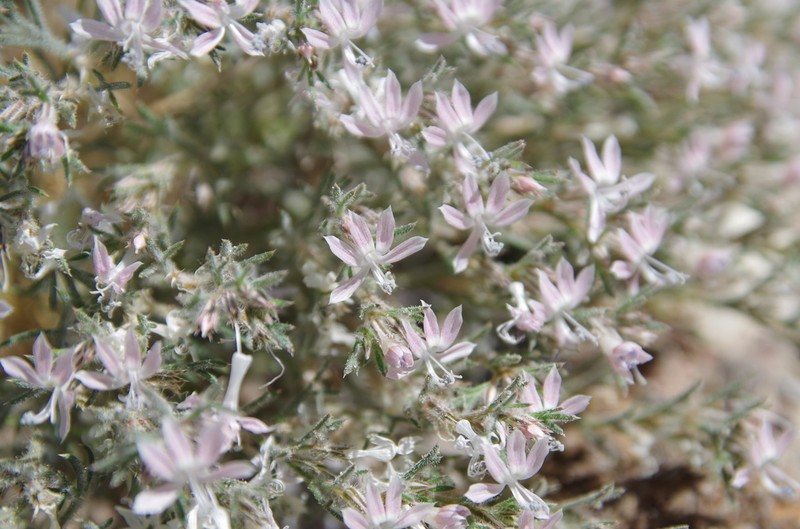 Havard's Ipomopsis photo 5