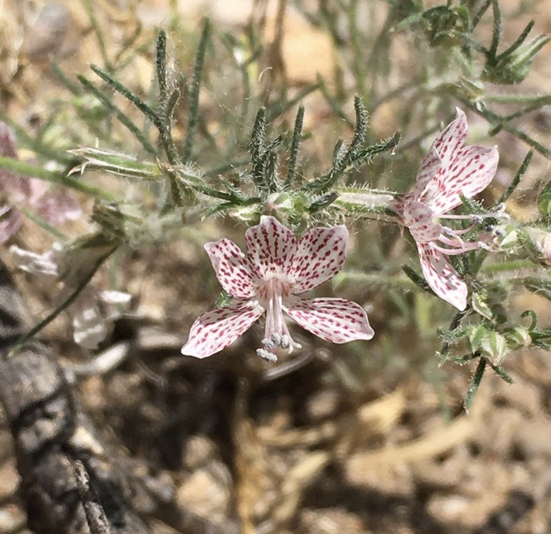 Havard's Ipomopsis photo 6