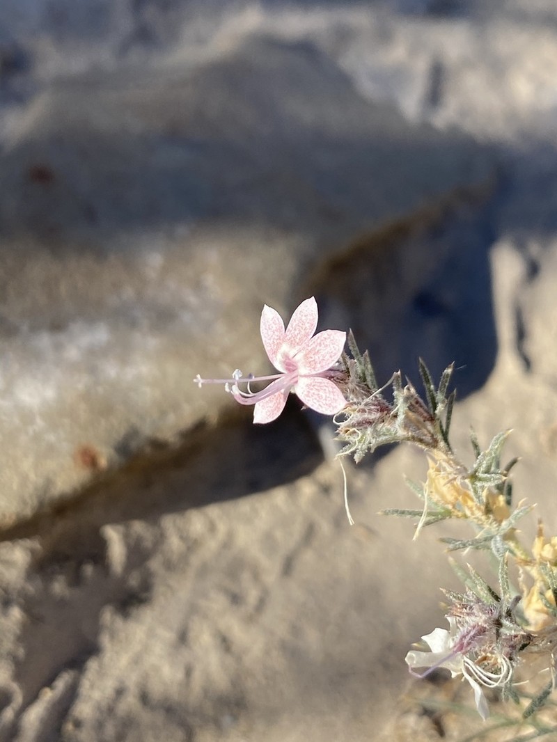 Havard's Ipomopsis photo 7