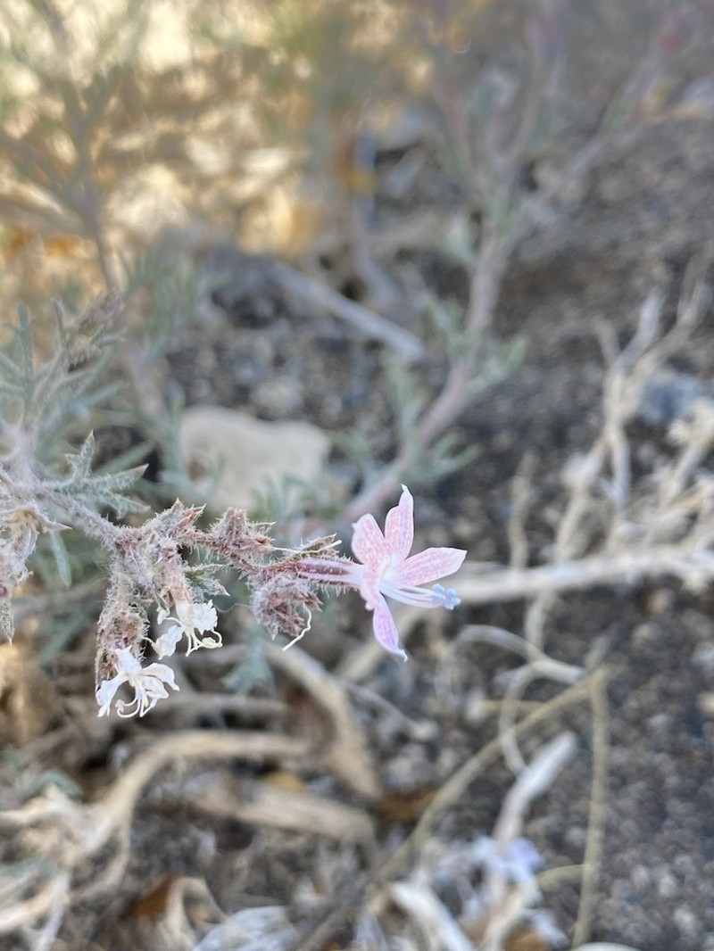 Havard's Ipomopsis photo 8