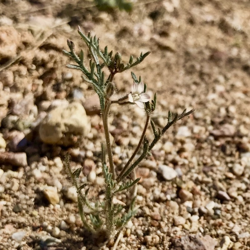 Dayia sonorae