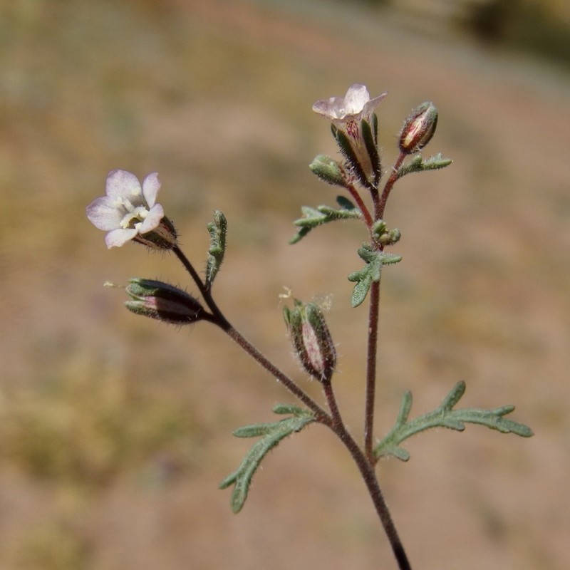 Dayia sonorae photo 3