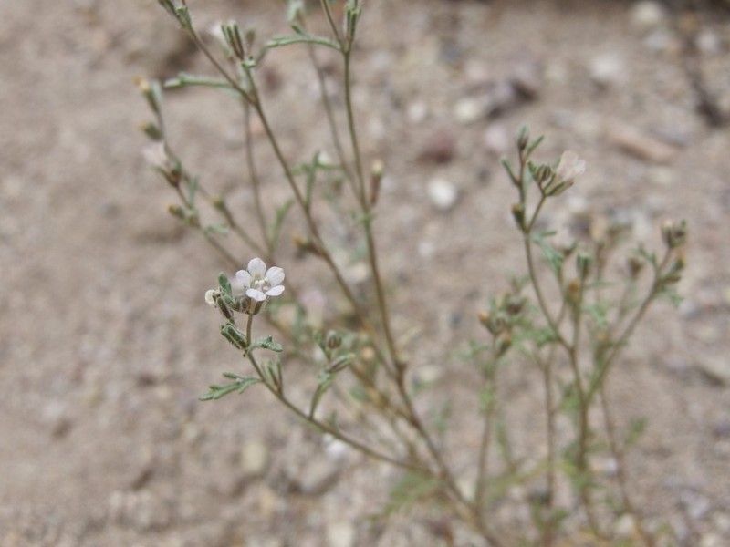 Dayia sonorae photo 4