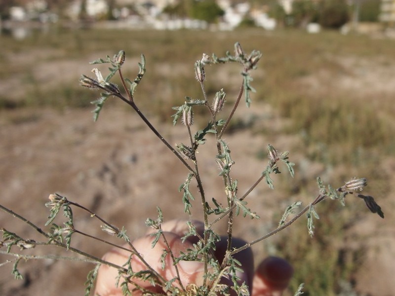 Dayia sonorae photo 5