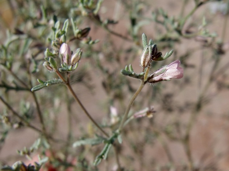 Dayia sonorae photo 6