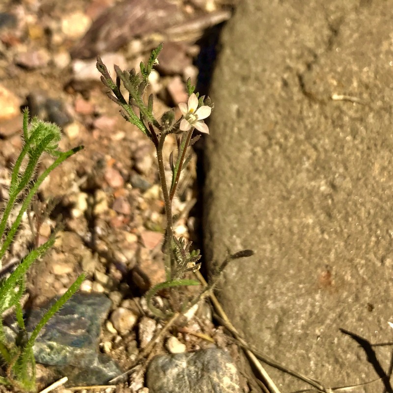 Dayia sonorae photo 7