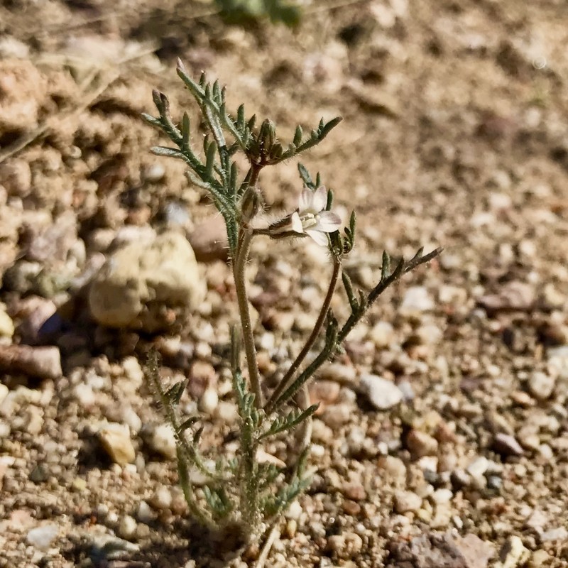 Dayia sonorae photo 8