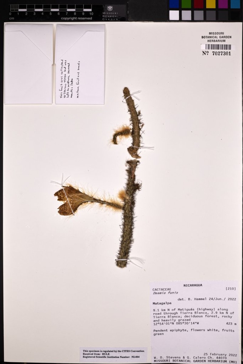 Deamia funis photo 2