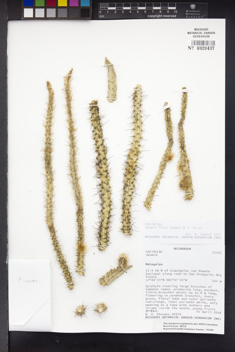 Deamia funis photo 3