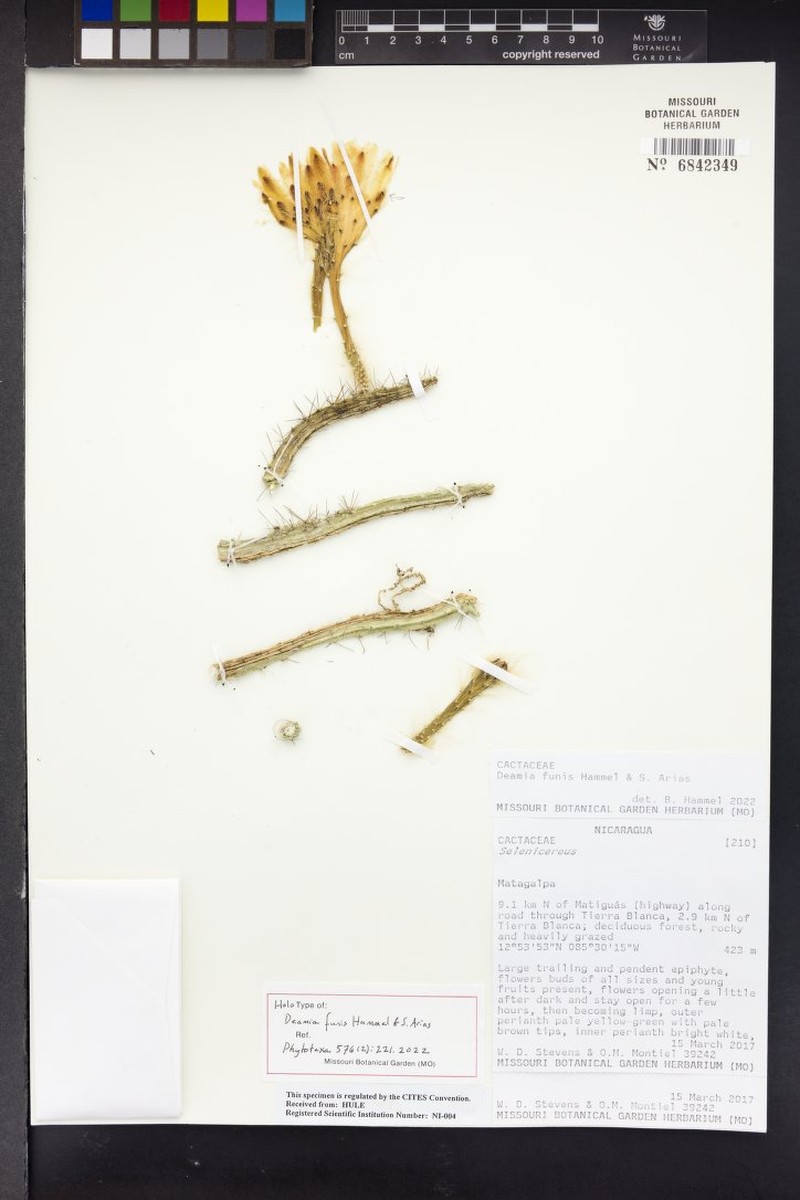 Deamia funis photo 4