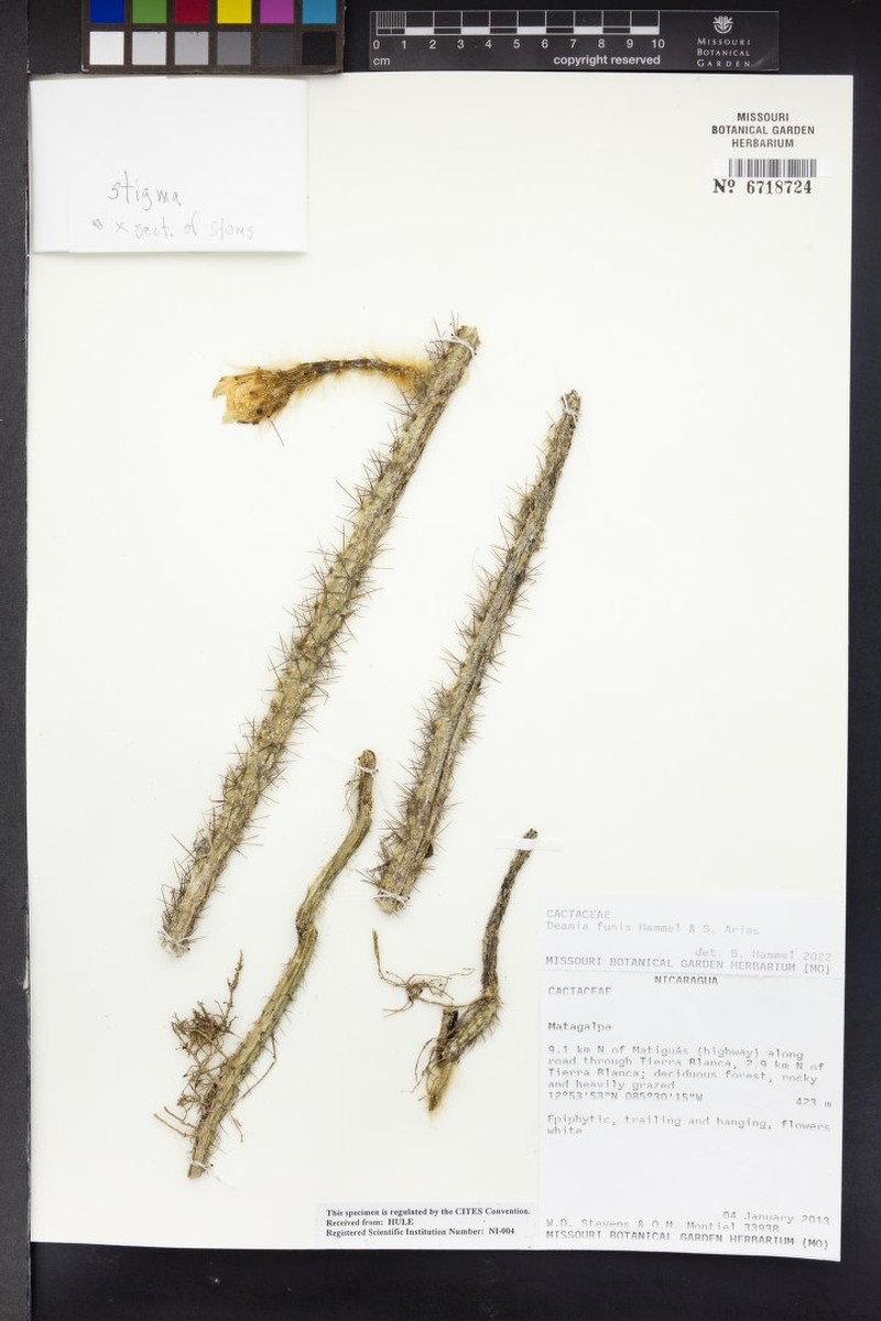 Deamia funis photo 5
