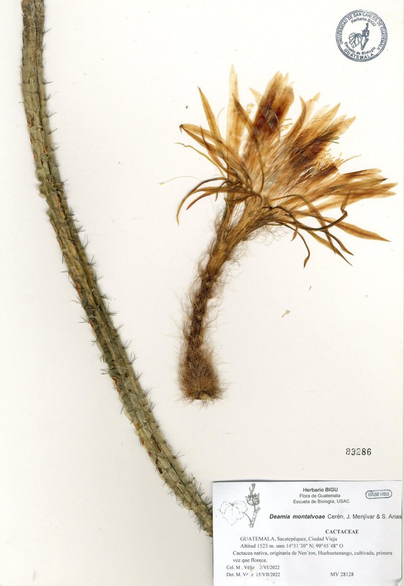 Deamia montalvoae