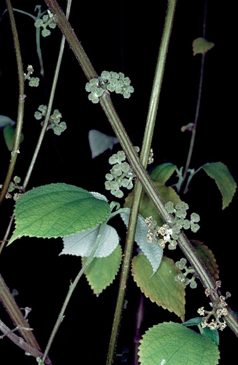 Debregeasia australis