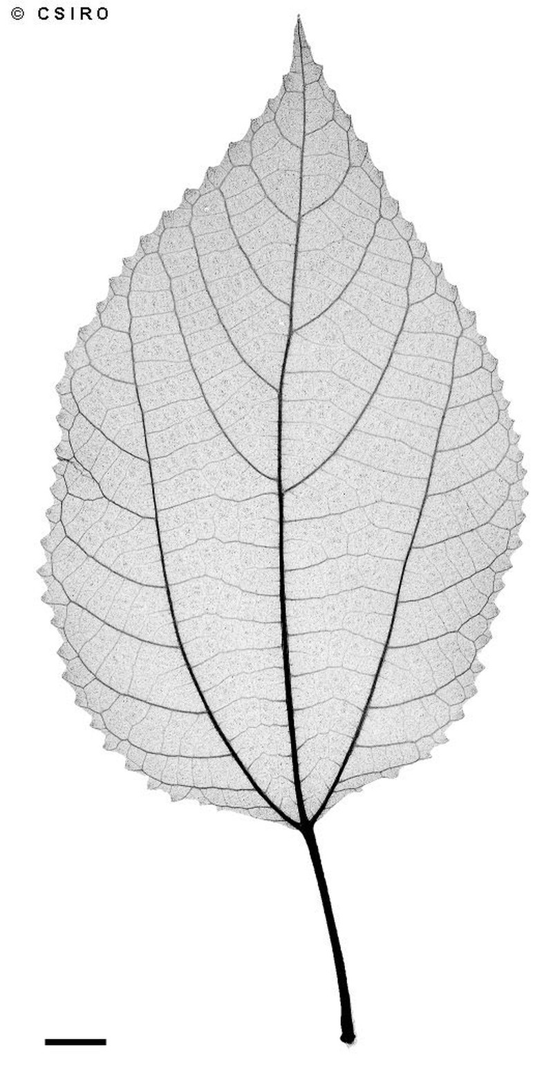 Debregeasia australis photo 2