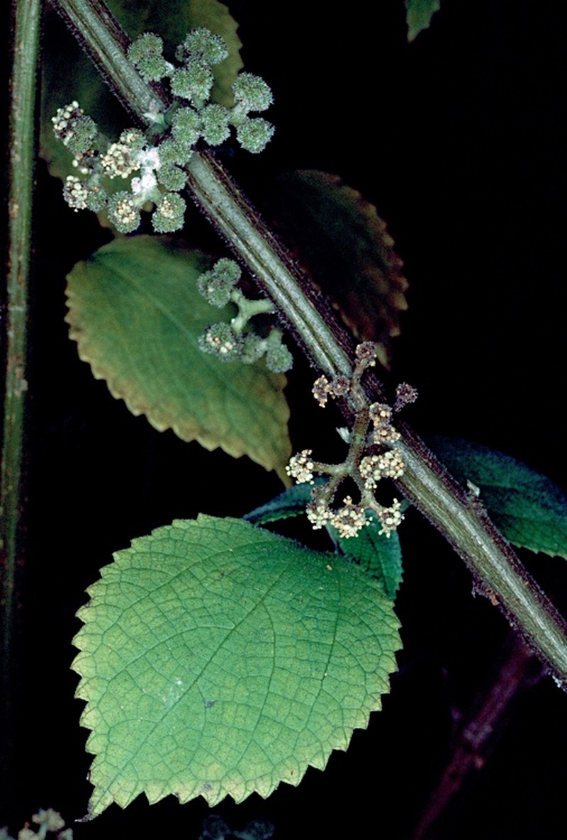Debregeasia australis photo 3