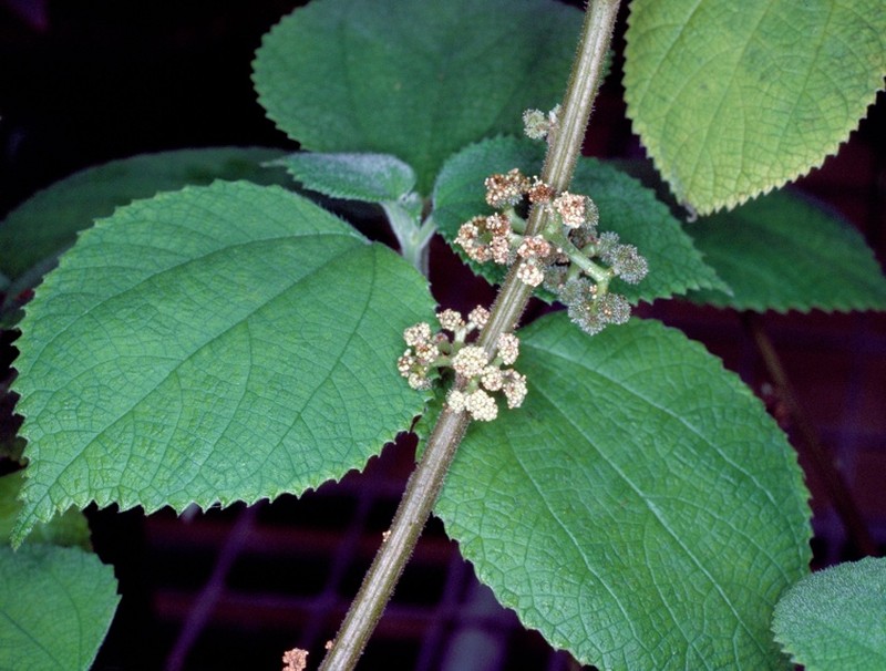 Debregeasia australis photo 4