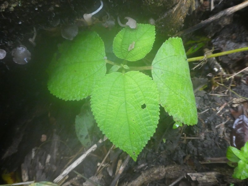 Debregeasia australis photo 5
