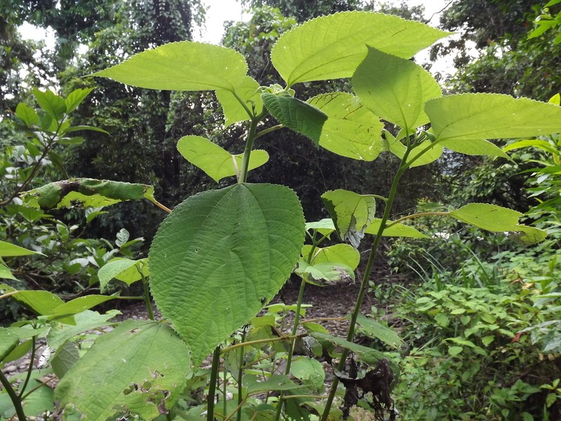 Debregeasia australis photo 6